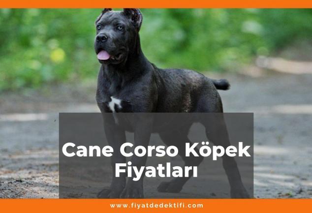 Cane Corso Köpek Fiyatları 2021, Yavru Cane Corso Köpek Fiyatı, cane corso köpek fiyatları ne kadar kaç tl oldu zamlandı mı güncellendi mi
