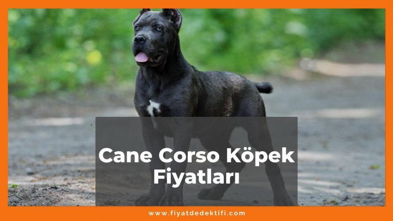Cane Corso Köpek Fiyatları 2021, Yavru Cane Corso Köpek Fiyatı, cane corso köpek fiyatları ne kadar kaç tl oldu zamlandı mı güncellendi mi