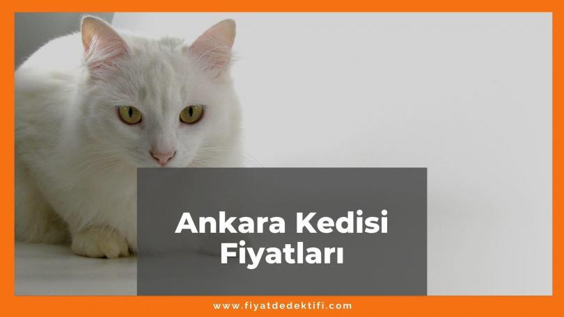 Ankara Kedisi Fiyatları 2021, Güncel Ankara Kedisi Fiyatı, güncel ankara kedisi fiyatları ne kadar kaç tl oldu zamlandı mı