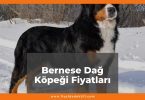 Bernese Dağ Köpeği Fiyatları 2021, Yavru Bernese Dağ Köpeği Fiyatı, bernese dağ köpeği fiyatları ne kadar kaç tl oldu zamlandı mı
