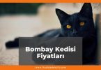 Bombay Kedisi Fiyatları 2021, Yavru Bombay Kedisi Fiyatı, bombay kedisi fiyatları ne kadar kaç tl oldu zamlandı mı