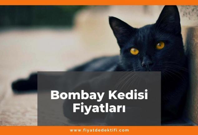 Bombay Kedisi Fiyatları 2021, Yavru Bombay Kedisi Fiyatı, bombay kedisi fiyatları ne kadar kaç tl oldu zamlandı mı