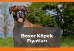 Boxer Köpek Fiyatları 2021, Yavru Boxer Köpek Fiyatı, boxer köpek fiyatları ne kadar kaç tl oldu zamlandı mı güncellendi mi