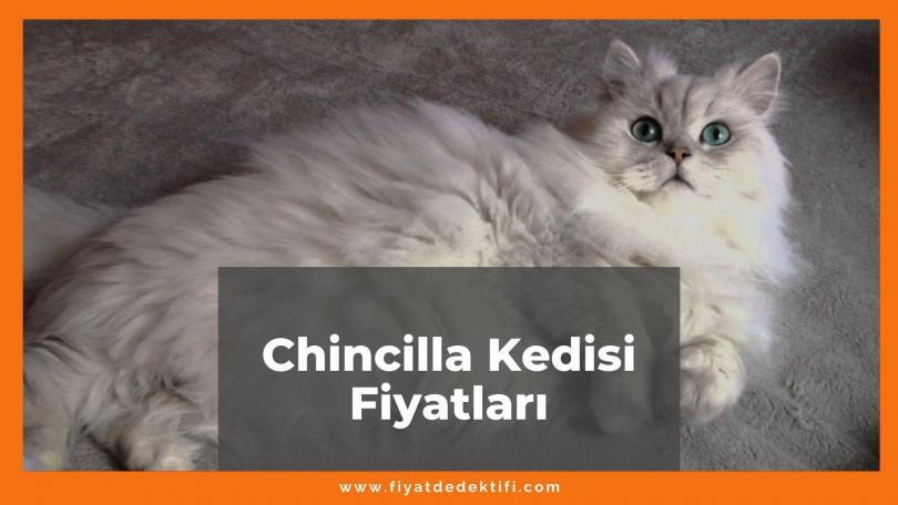 Chinchilla Kedisi Fiyatları 2021, Yavru Chinchilla Kedisi Fiyatı, chincilla kedisi fiyatları ne kadar kaç tl oldu zamlandı mı güncellendi mi