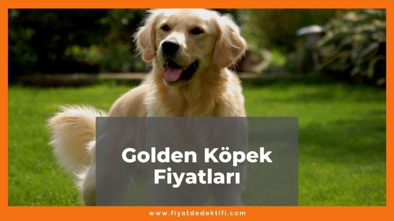 Golden Köpek Fiyatları 2021, Yavru Golden Köpek Fiyatı, golden köpek fiyatları ne kadar kaç tl oldu zamlandı mı