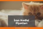 İran Kedisi (Fars Kedisi) Fiyatları 2021, Güncel İran Kedisi Fiyatı, iran kedisi fiyatları ne kadar kaç tl oldu zamlandı mı güncellendi mi