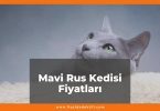 Mavi Rus Kedisi (Russian Blue) Fiyatları 2021, Yavru Mavi Rus Kedisi Fiyatı, mavi rus kedisi fiyatları ne kadar kaç tl oldu zamlandı mı