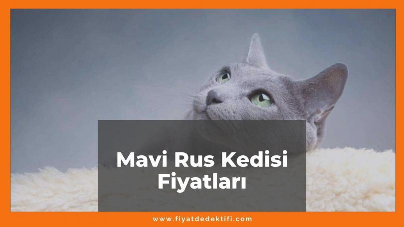 Mavi Rus Kedisi (Russian Blue) Fiyatları 2021, Yavru Mavi Rus Kedisi Fiyatı, mavi rus kedisi fiyatları ne kadar kaç tl oldu zamlandı mı