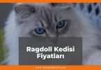 Ragdoll Kedisi Fiyatları 2021, Yavru Ragdoll Kedisi Fiyatı, ragdoll kedisi fiyatları ne kadar kaç tl oldu zamlandı mı güncellendi mi