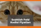 Scottish Fold (İskoç) Kedisi Fiyatları 2021, Yavru Scottish Fold Fiyatı, scottish fold kedisi ne kadar kaç tl oldu zamlandı mı güncellendi mi