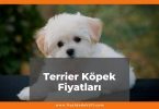 Terrier Maltese (Malta Köpeği) Fiyatları 2021, Yavru Malta Köpeği Fiyatı, malta köpeği fiyatları ne kadar kaç tl oldu zamlandı mı